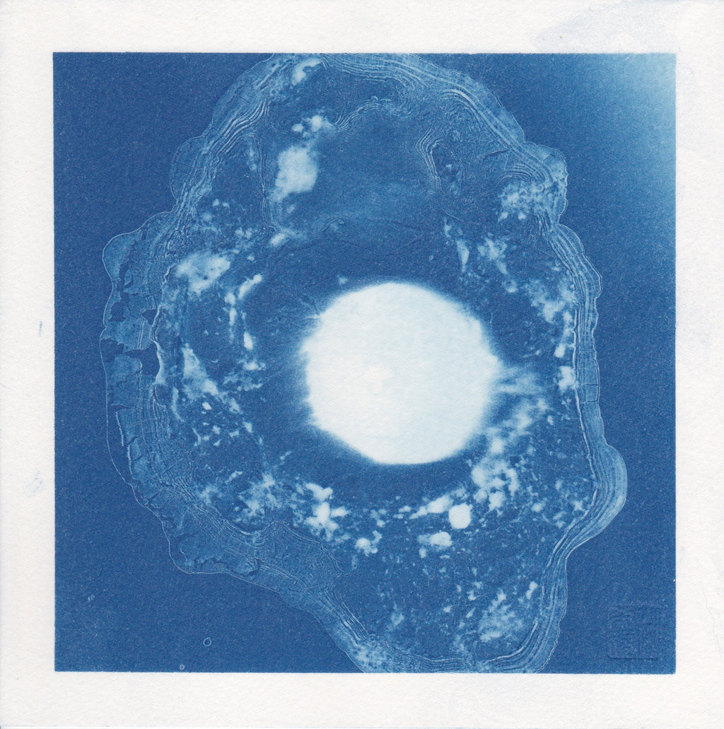 Ovum Cyanotype