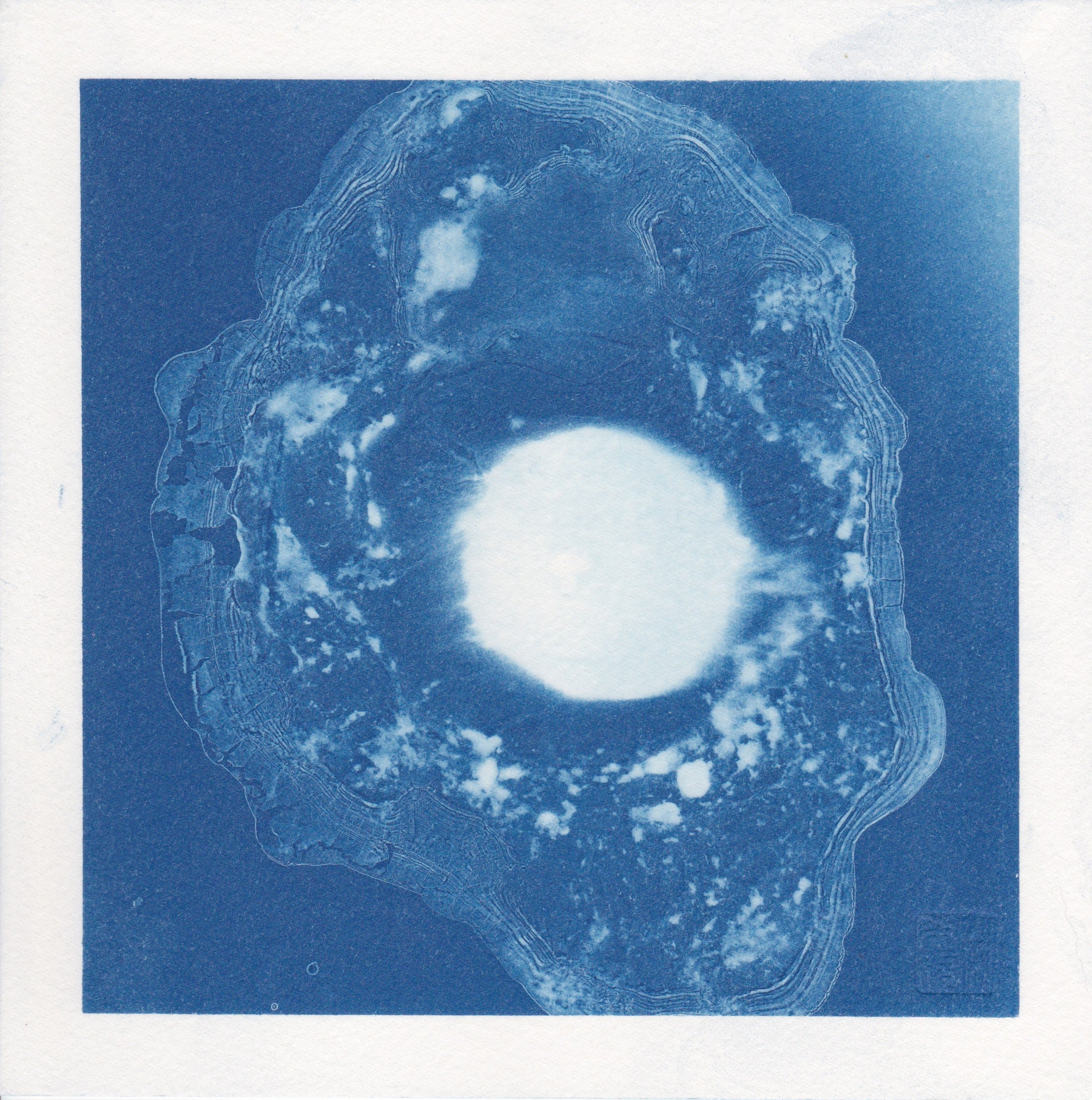 Ovum Cyanotype
