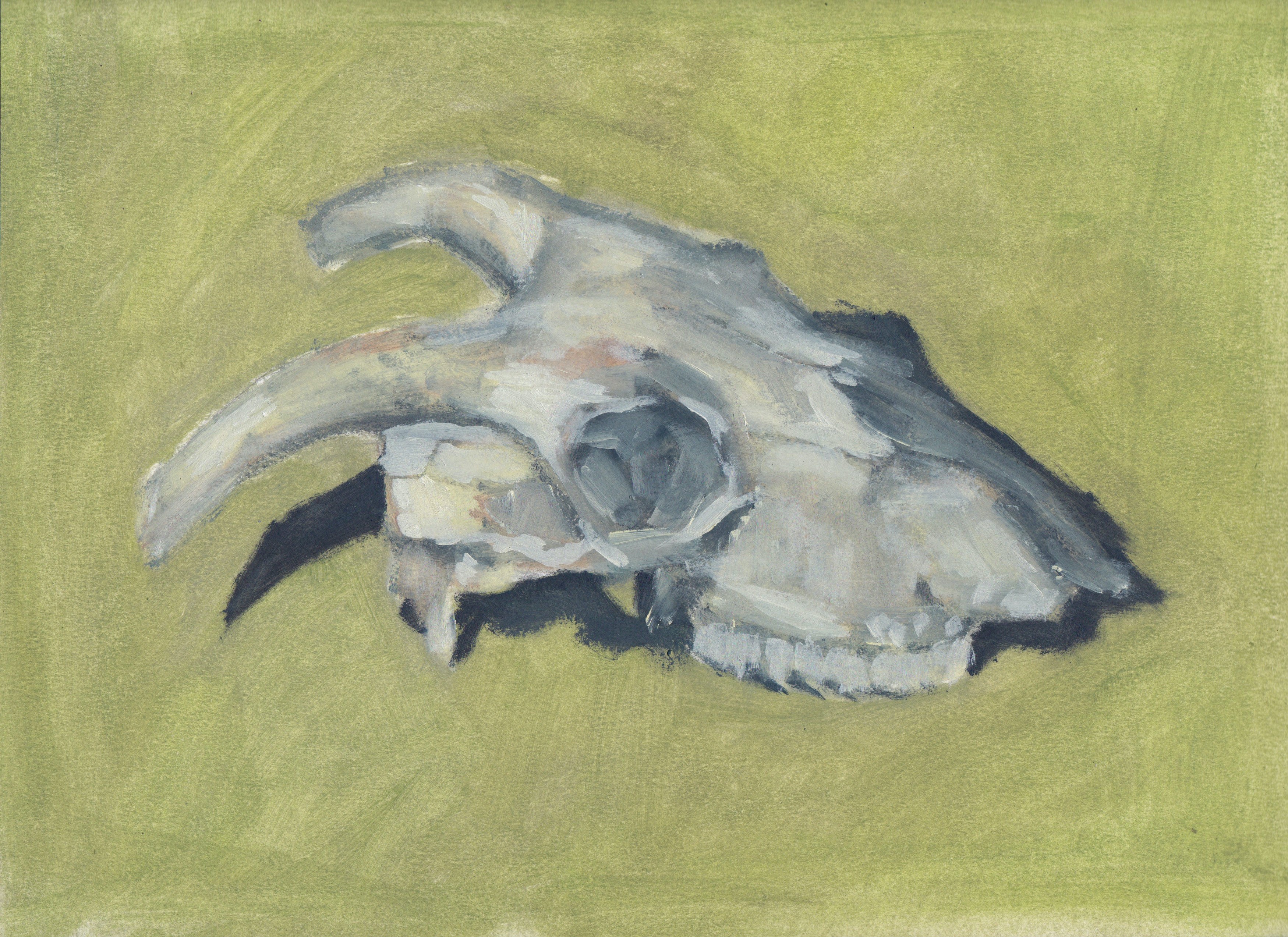 Sheep skull Oil Painting