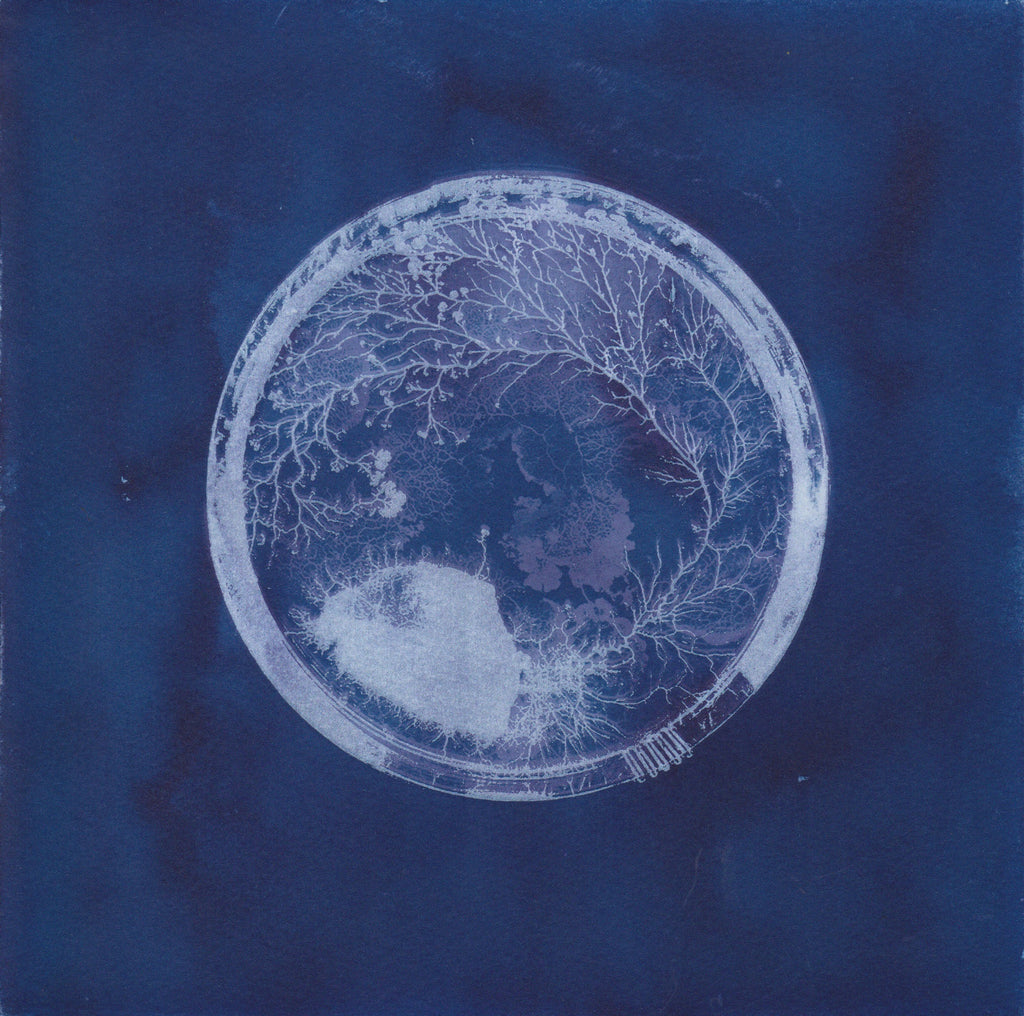 Physarum polycephalum (Slime Mould)